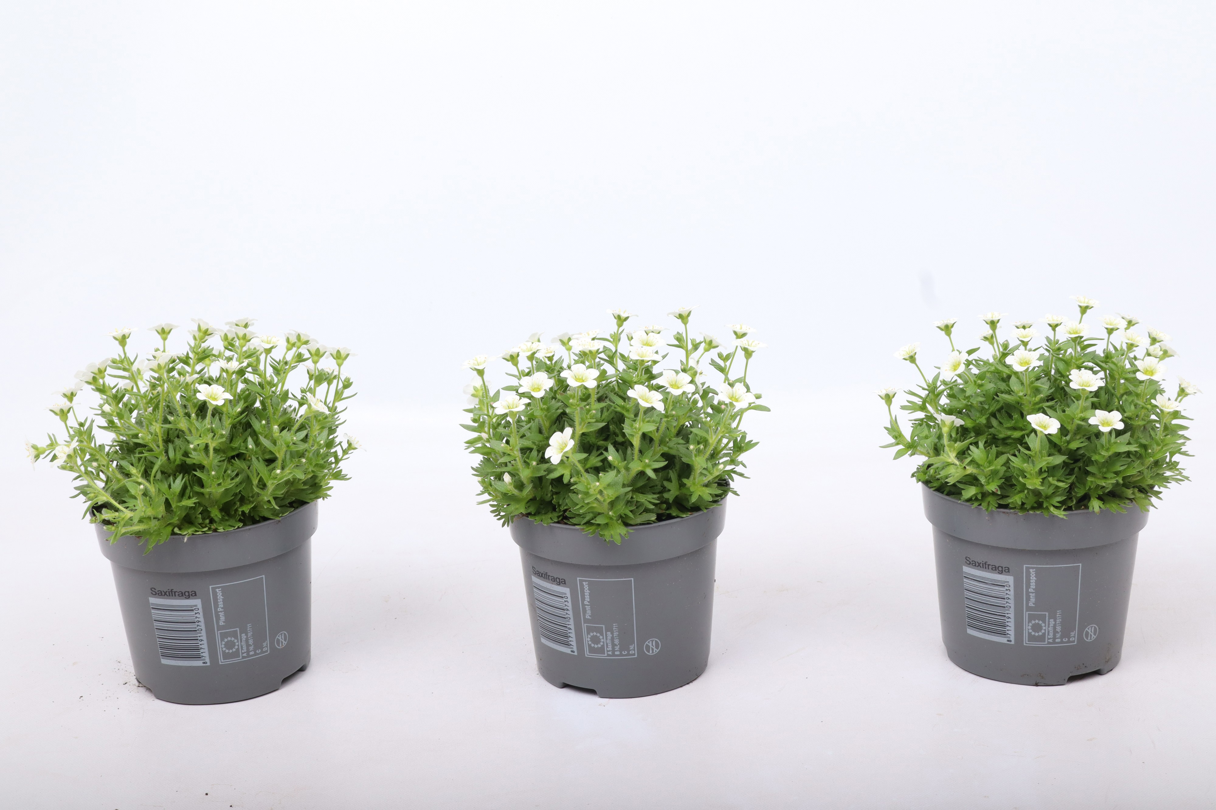 Saxifraga Ice Colours Pearl White, D 12