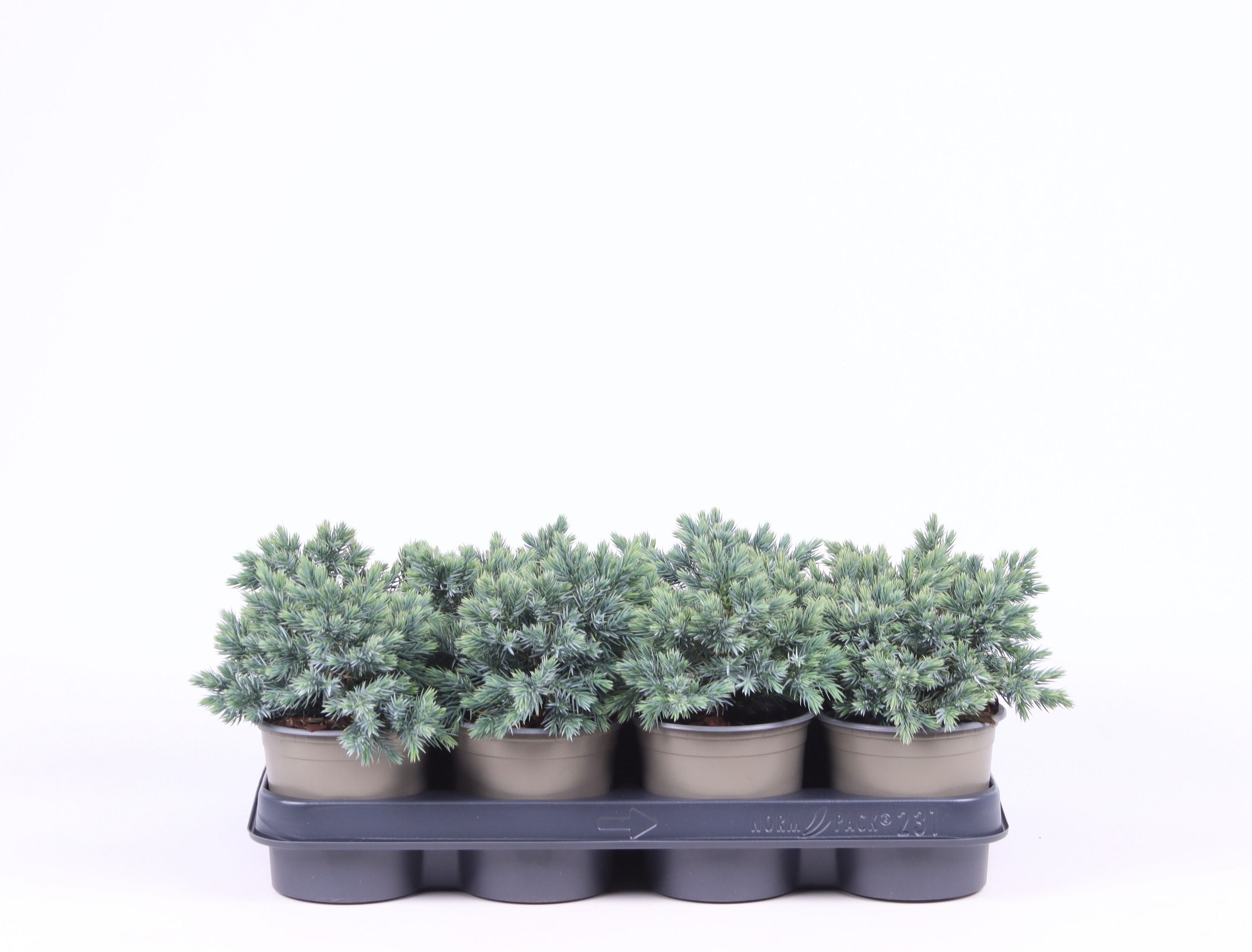 Juniperus squamata 'Blue Star', D 11