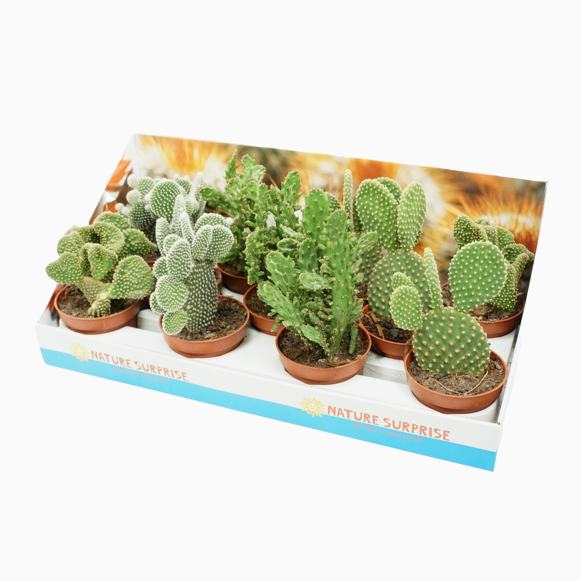 Opuntia mix 10,5 cm in presentatiedoos, D 10,5