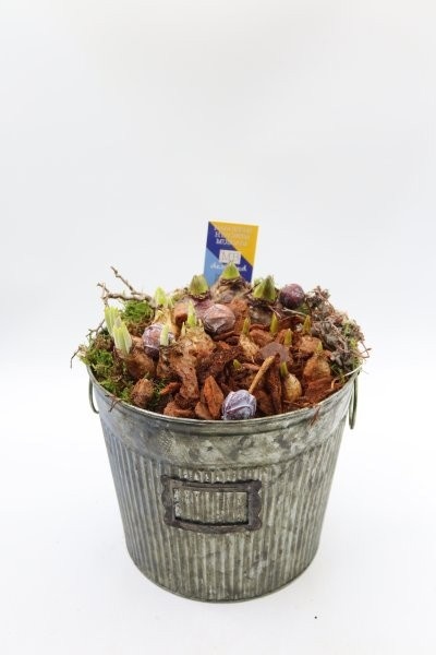 Bollen, metalen pot hoog, D 22