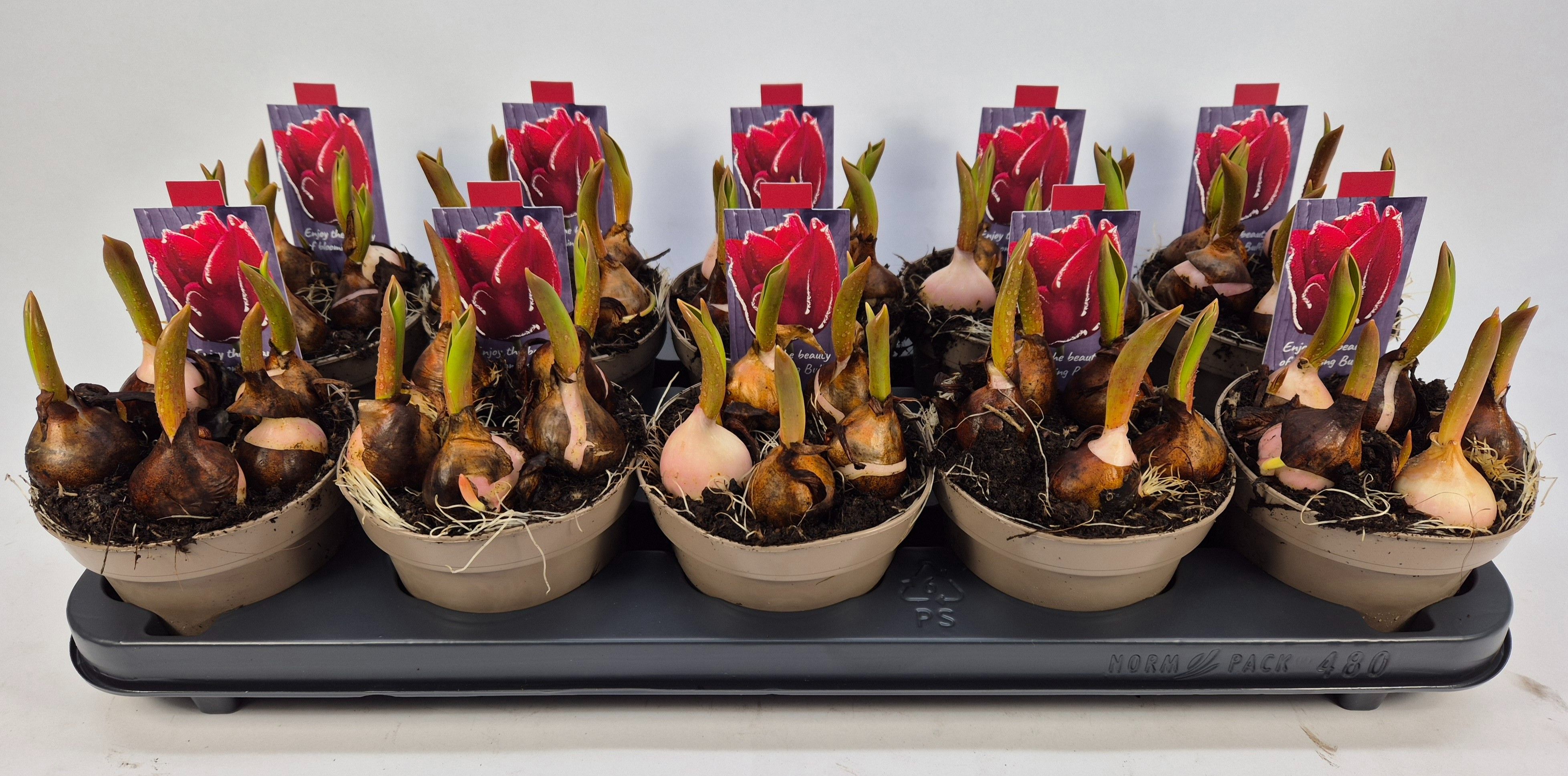 TULIPA SEADOV ROOD, D 12