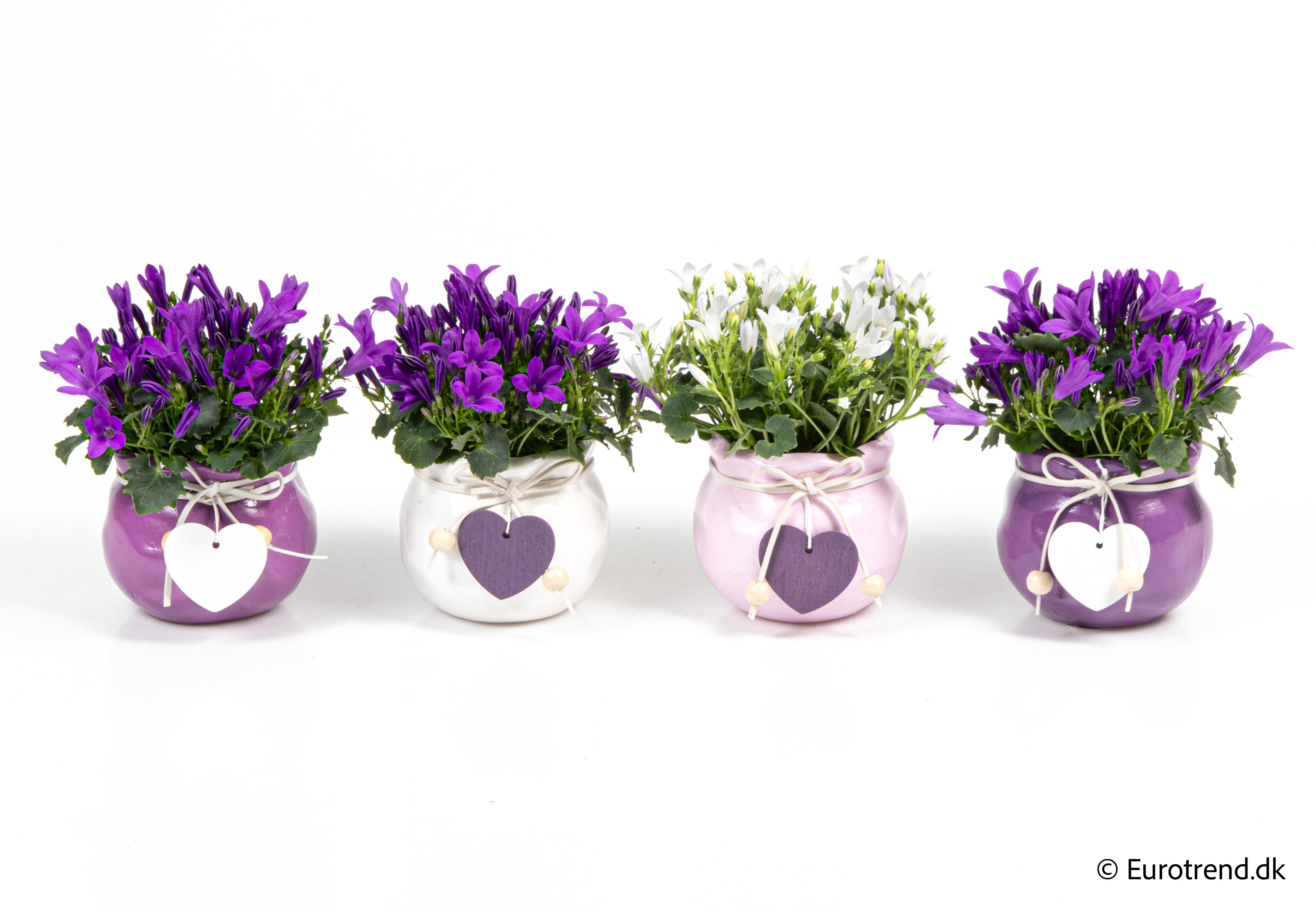 Campanula in Valentine ceramic 2026, D 6