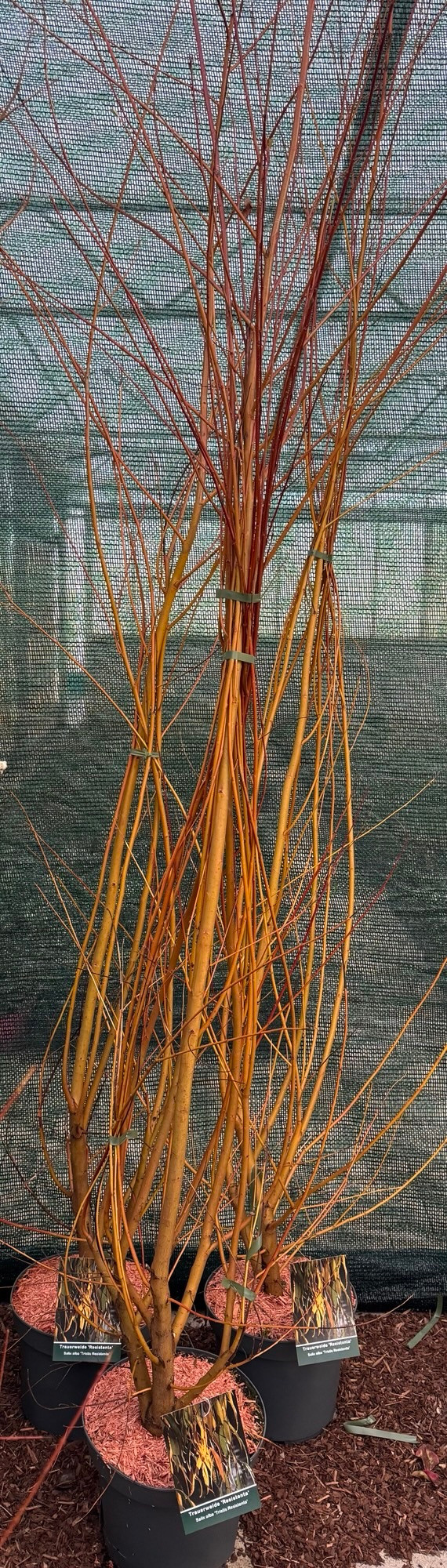 Salix alba Tristis Resistenta, D 26