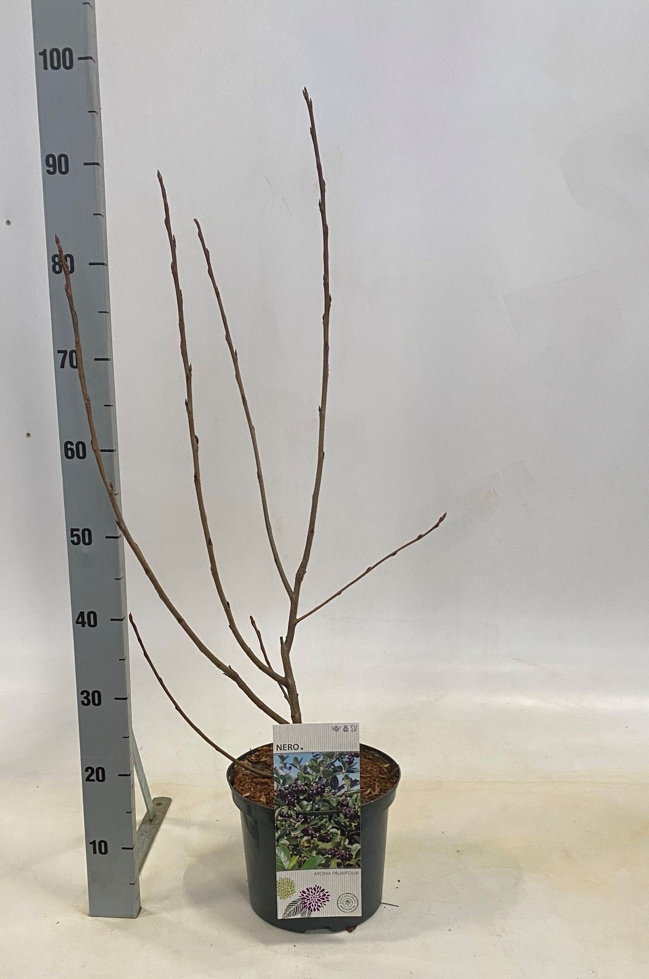 aronia prunifolia Nero, D 23