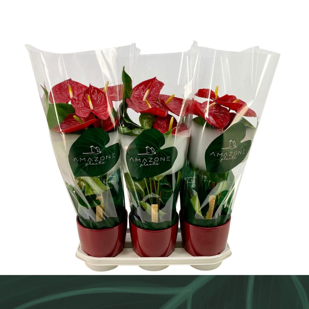 Anthurium rood keramiek 17cm, D 17