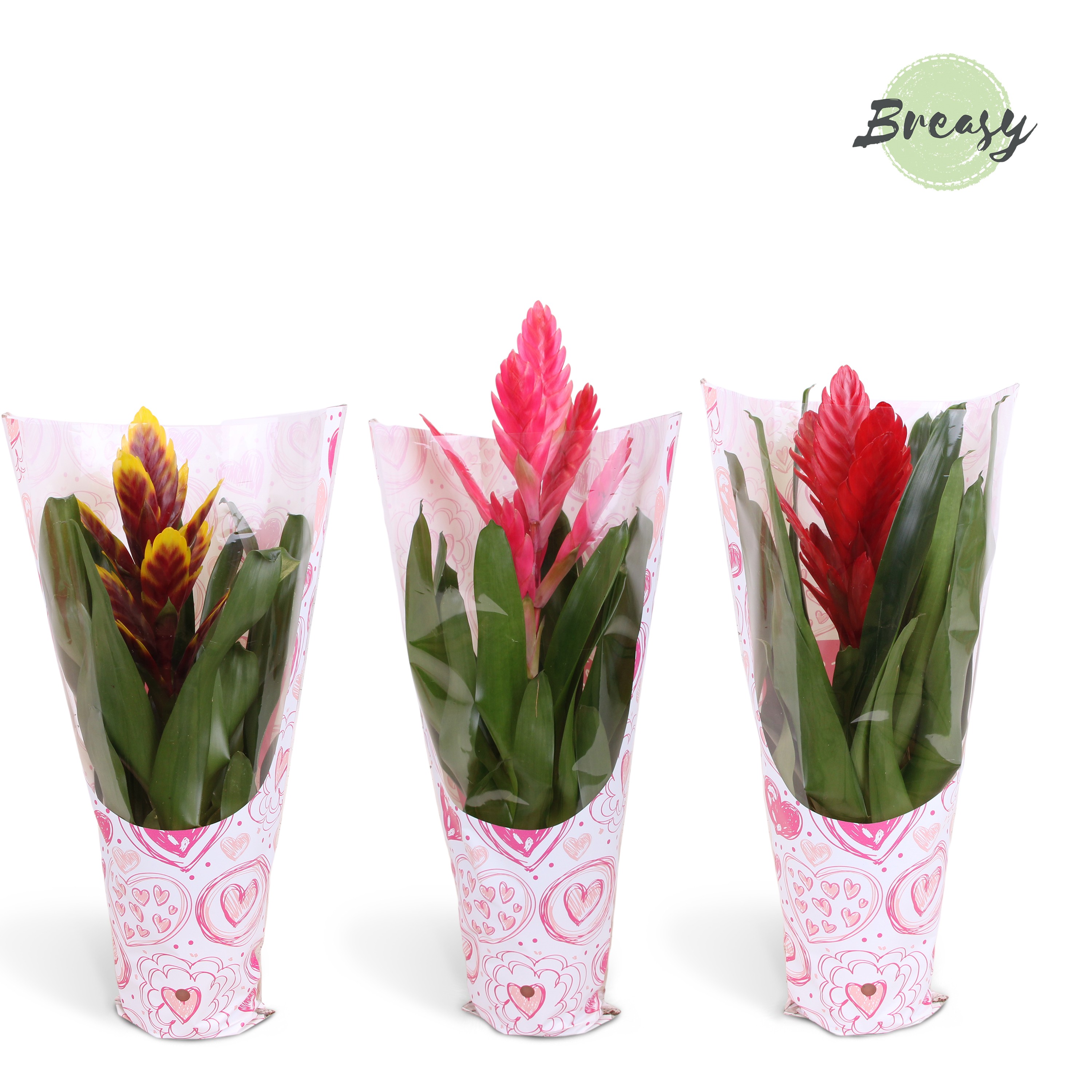 Vriesea Love - 12cm in Valence | Mimesis, D 12