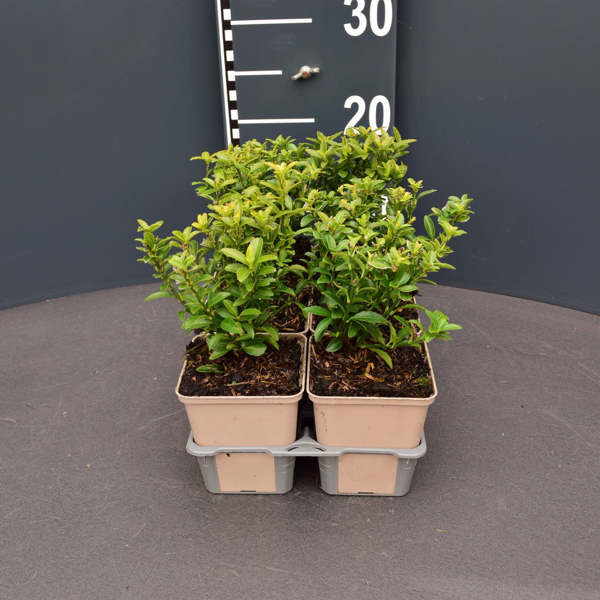 Euonymus japonicus 'Microphyllus'(4-pack), D 9