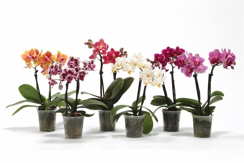Phal p06 Tiny Dolls mix 2T10+ zonder Aqu@, D 6