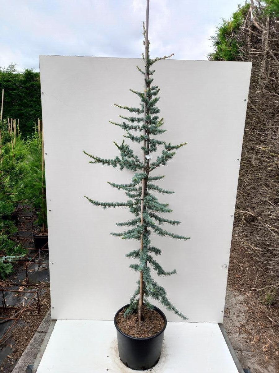 Cedrus l. 'Glauca', D 40