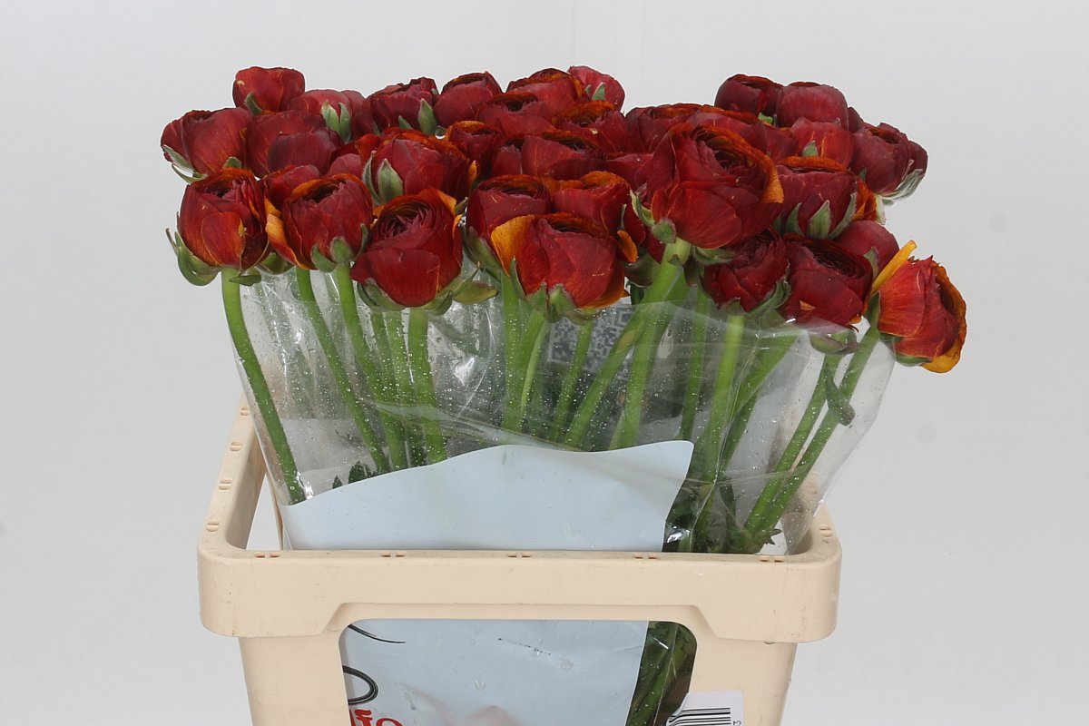 Ранункулус Овериг 60, шт.