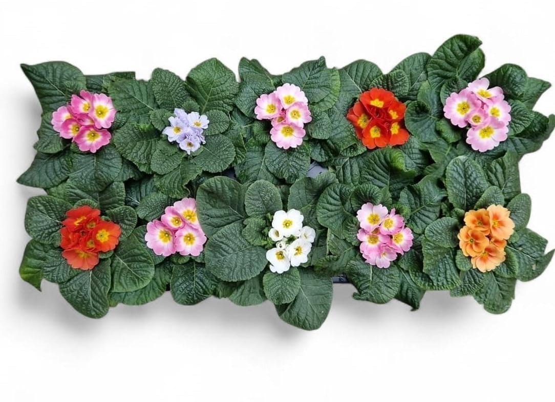 Primula Acaulis Mix, D 10