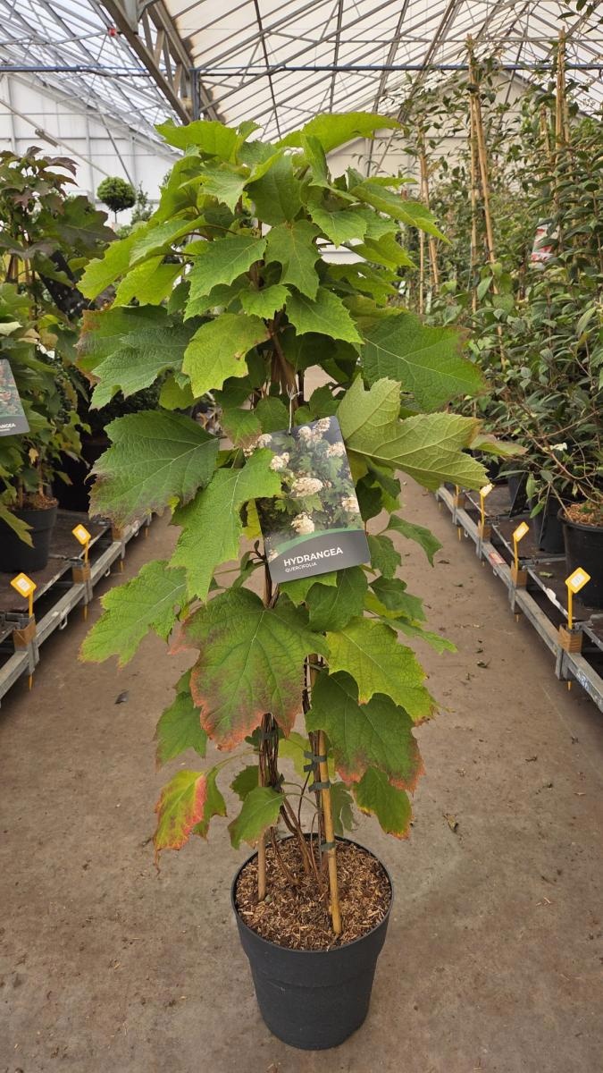Hydrangea quercifolia, 3 stok, D 29