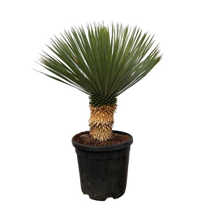 Yucca Rostrata - 85cm, D 30