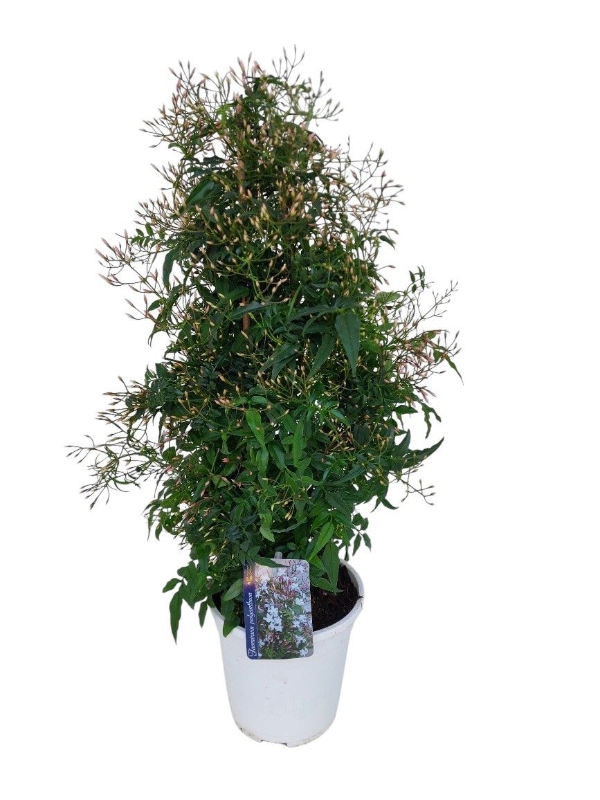 Jasminum Polyanthum pyramide, D 17
