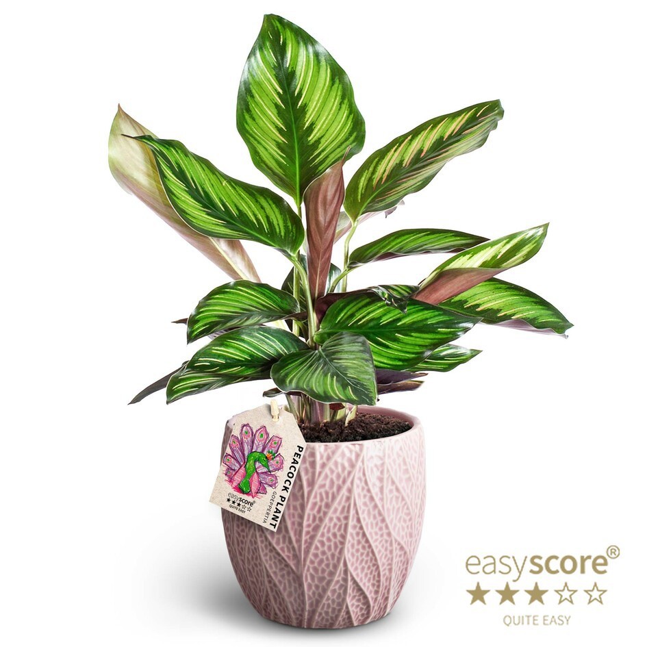 Leaf Rosa, Calathea ´Beauty Star´, D 12