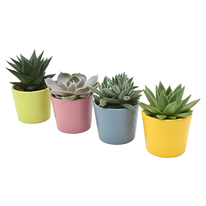 Succulent 8,5 cm in keramiek, D 10