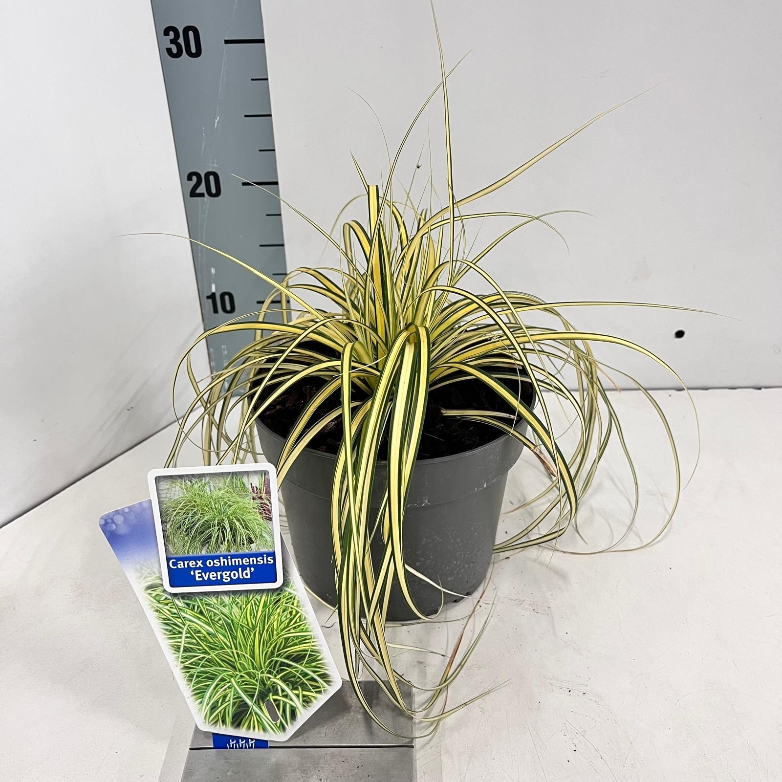 Carex oshimensis EverColor® 'Evergold’, D 17