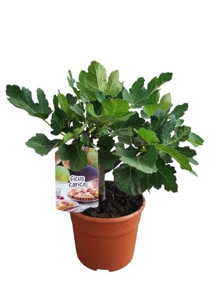 Ficus carica bush C19, D 19