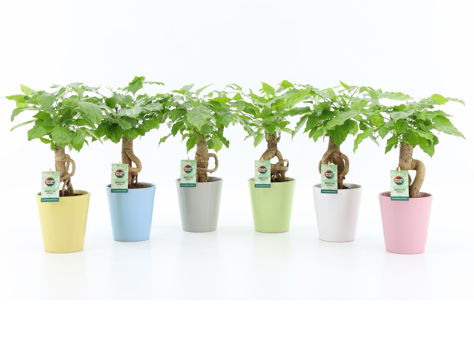 Radermachera Bonsai in Pastel keramiek, D 13