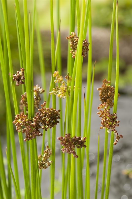 Juncus effusus, D 9