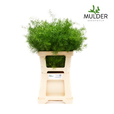 Аспарагус Спренгери 80, шт.