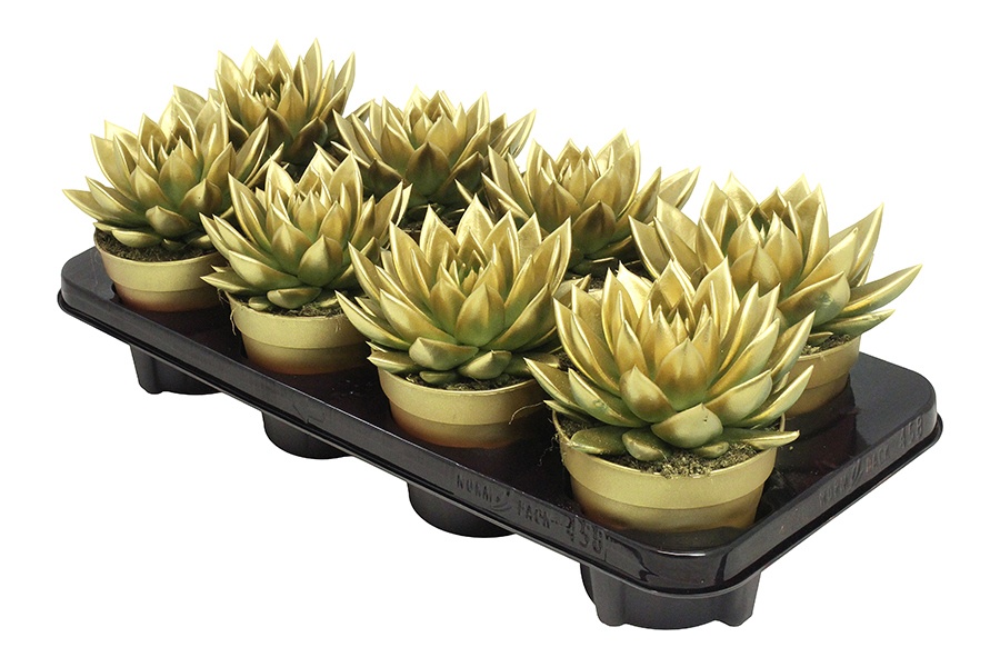 Miranda coloured gold, D 12