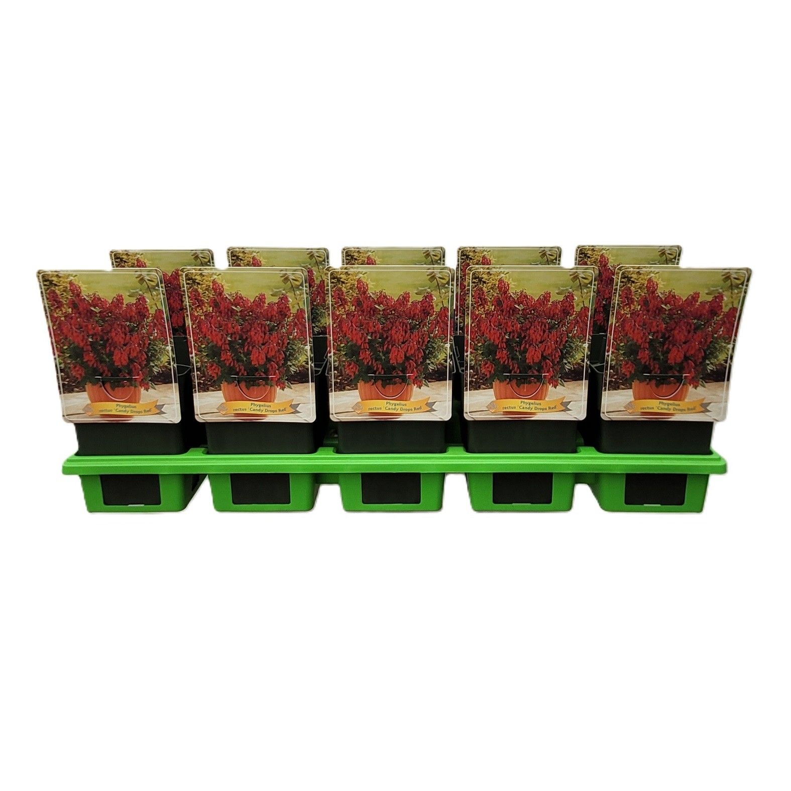 Phygelius rectus 'Candy Drops Red' P11, D 11