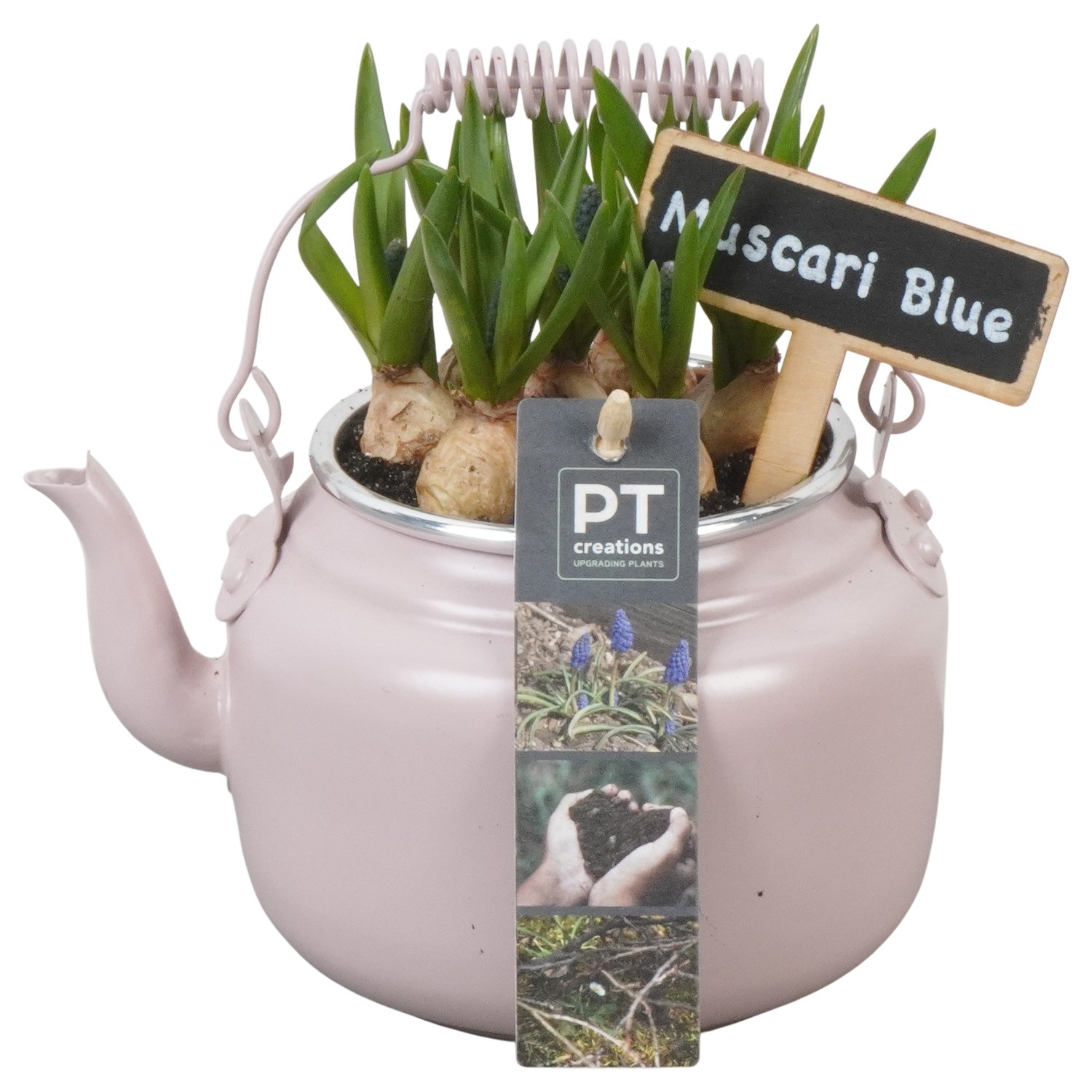 PTMB6146 Arrangement Muscari Blue in zink sierpot, D 10