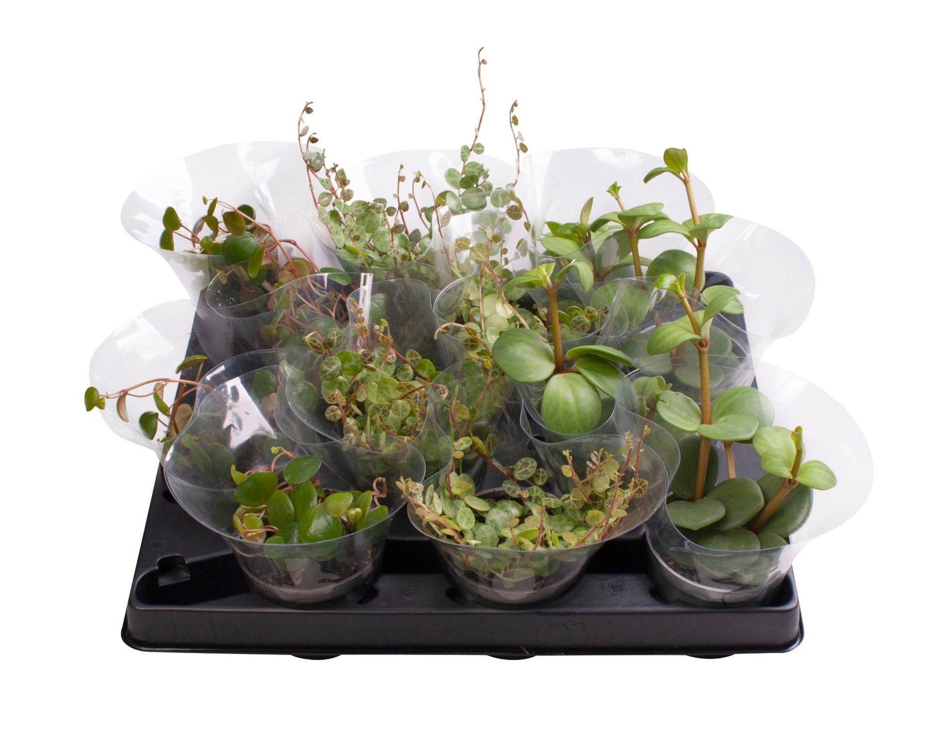 Peperomia Hanging Plants Mix, D 6