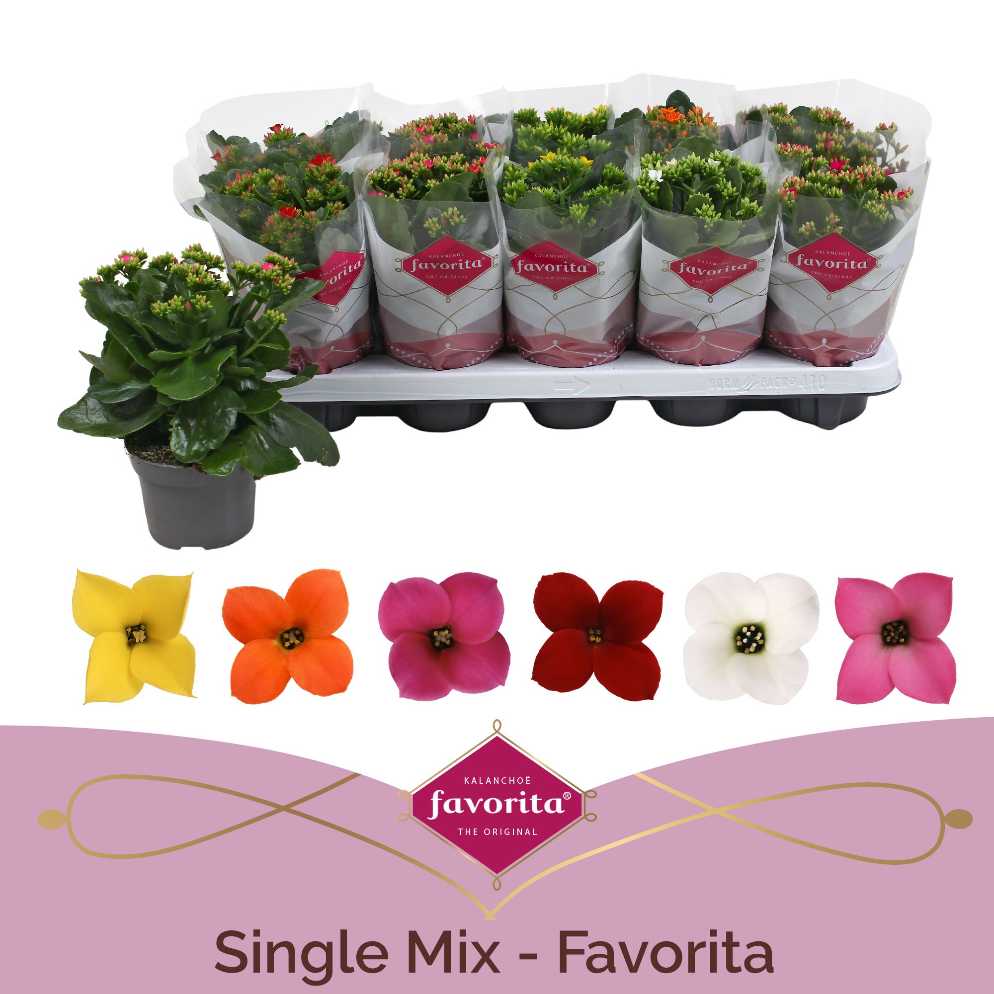 Kalanchoe Favorita 6 colour mix - st 1, D 10,5