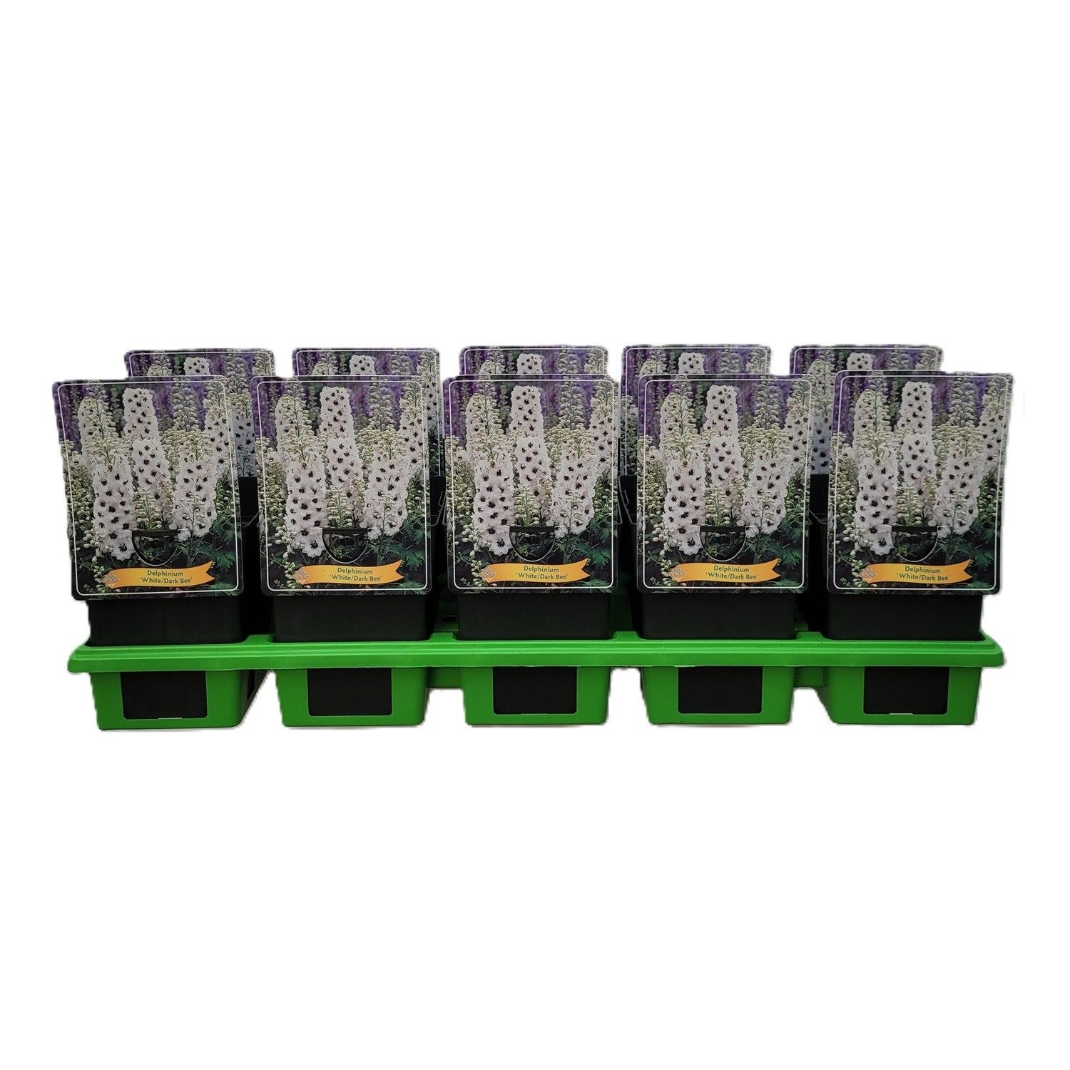 Delphinium 'White Dark Bee' P11, D 11