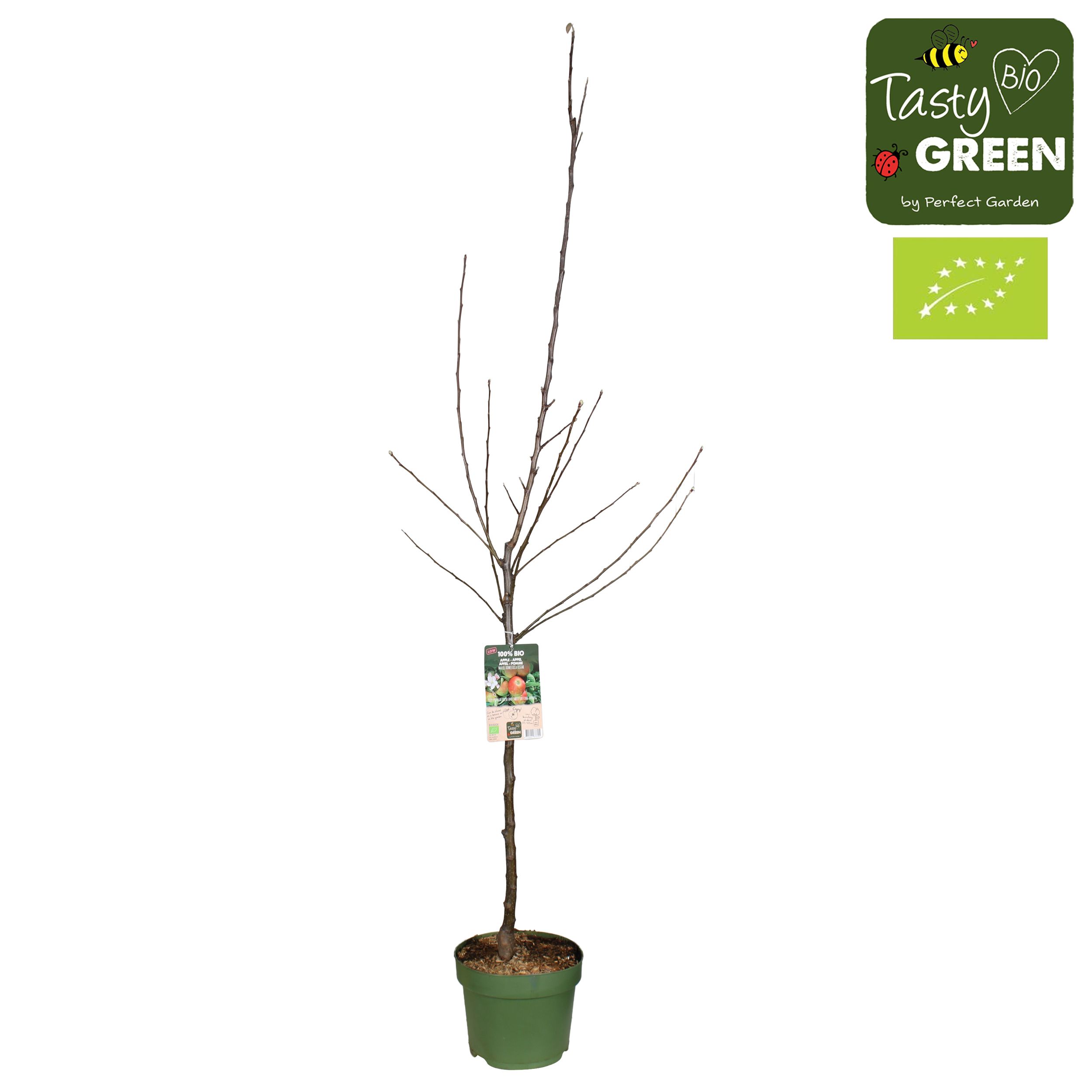 Malus domestica Elstar Bio P27 laagstam, D 27