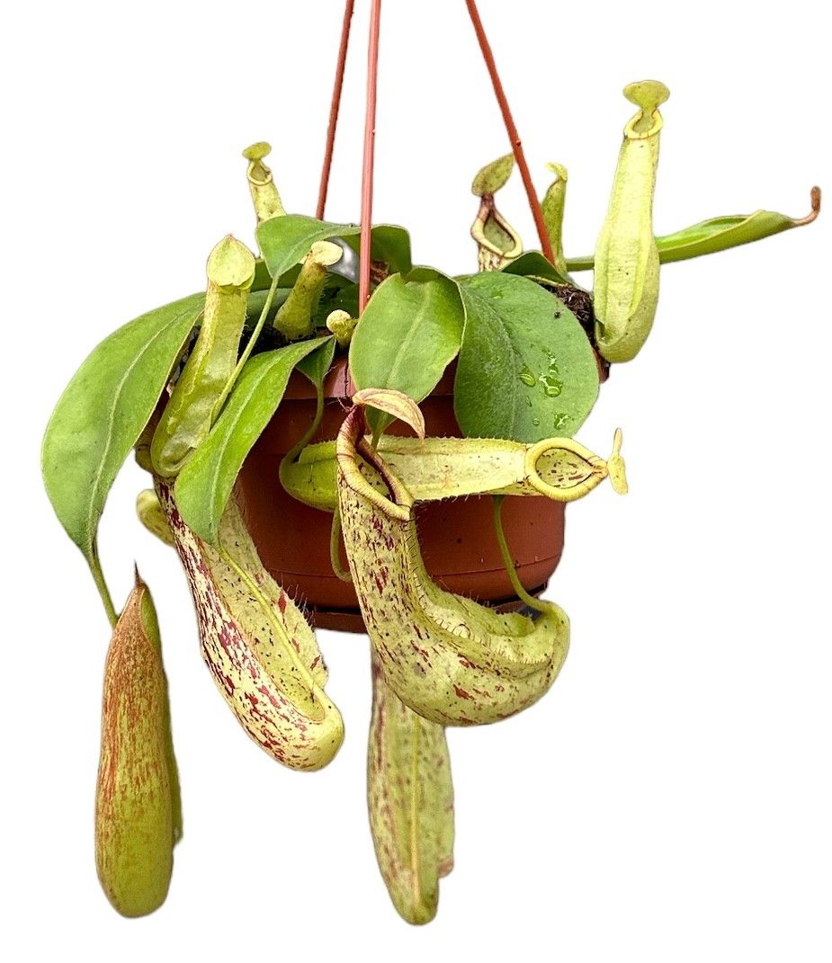 Nepenthes Monkey Jars Mojito, D 14
