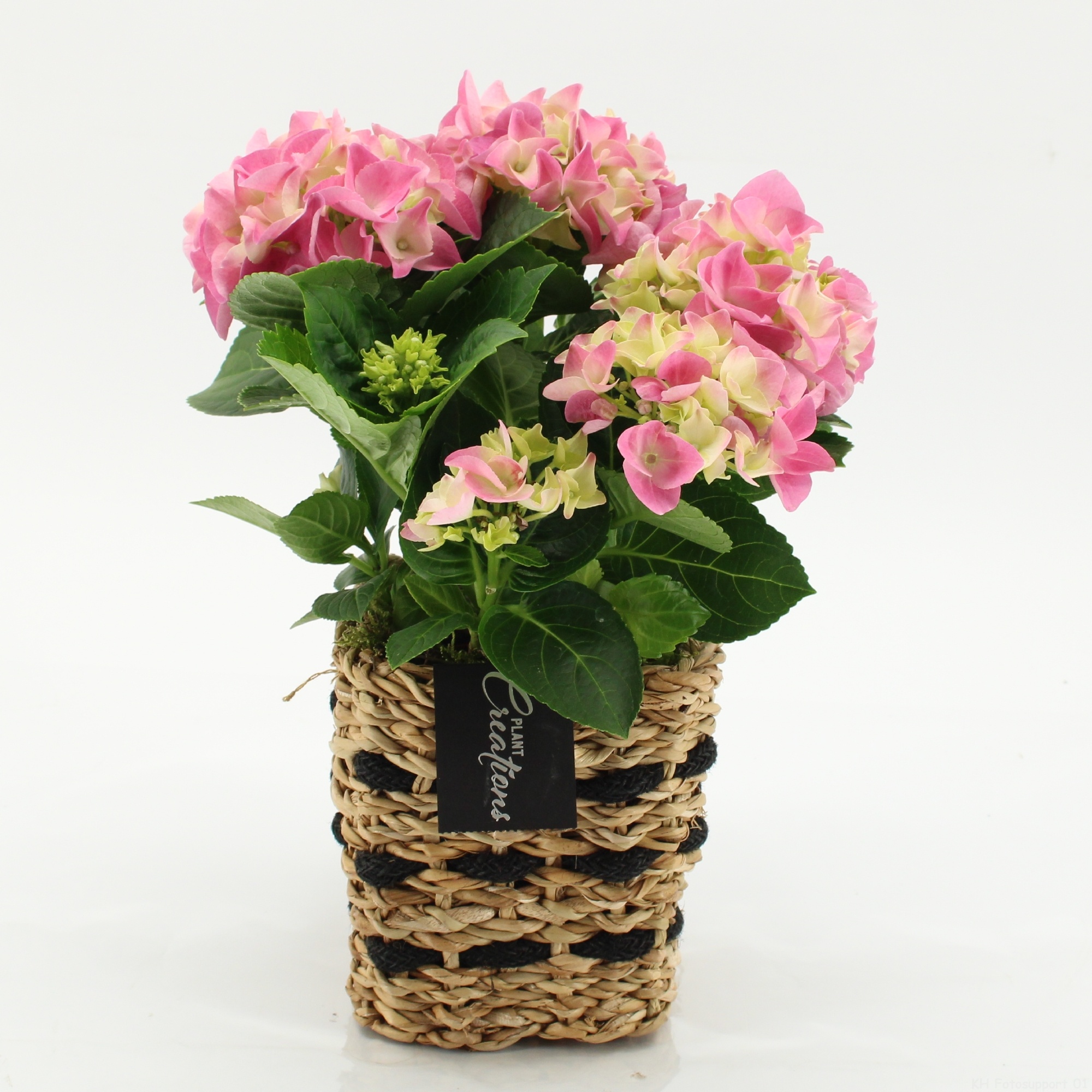 KHCR-2603RZ Hydrangea creations, D 12