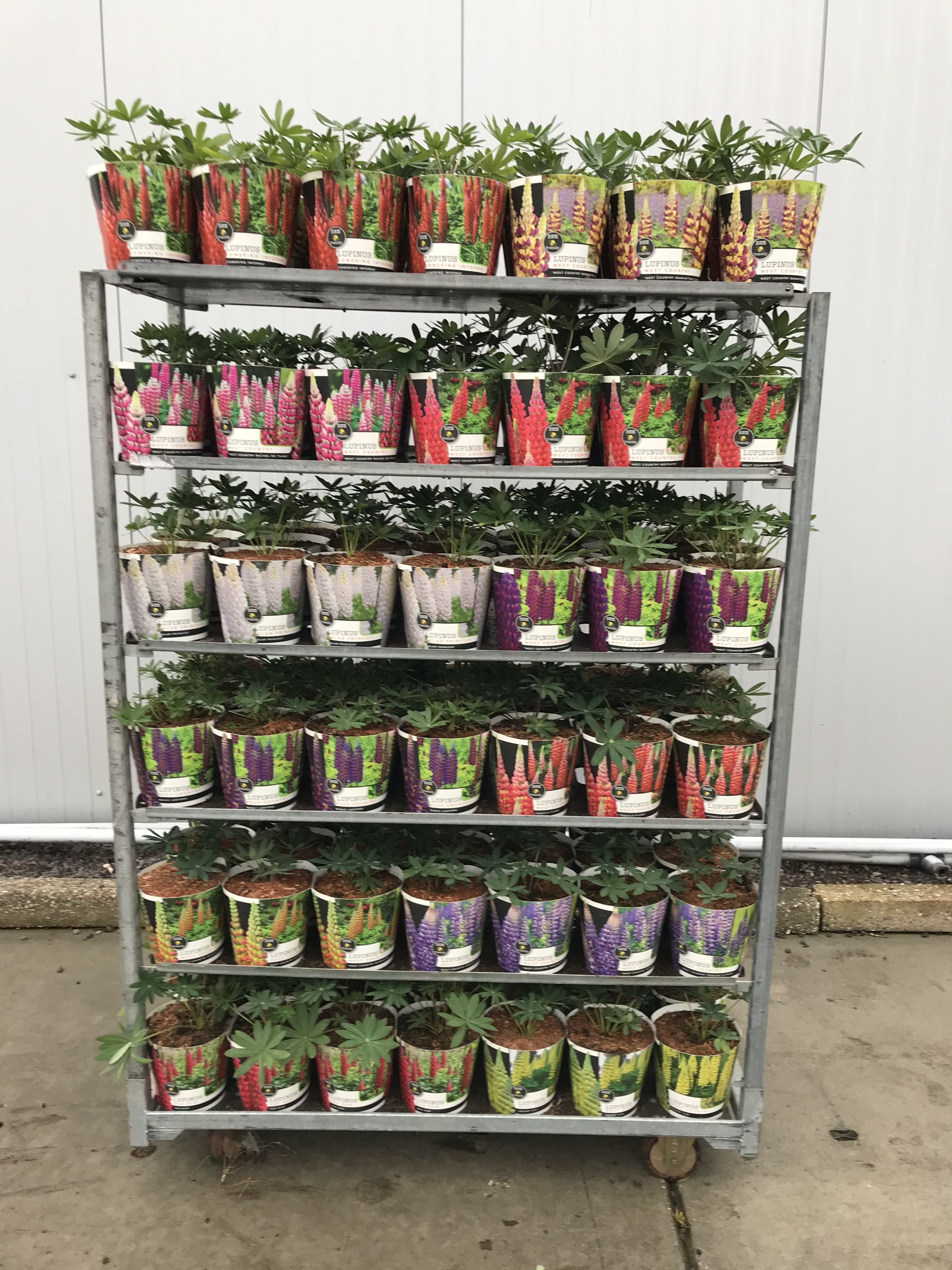 Lupinus 'West Country' Mix Kar - 19 cm in potcover, D 19