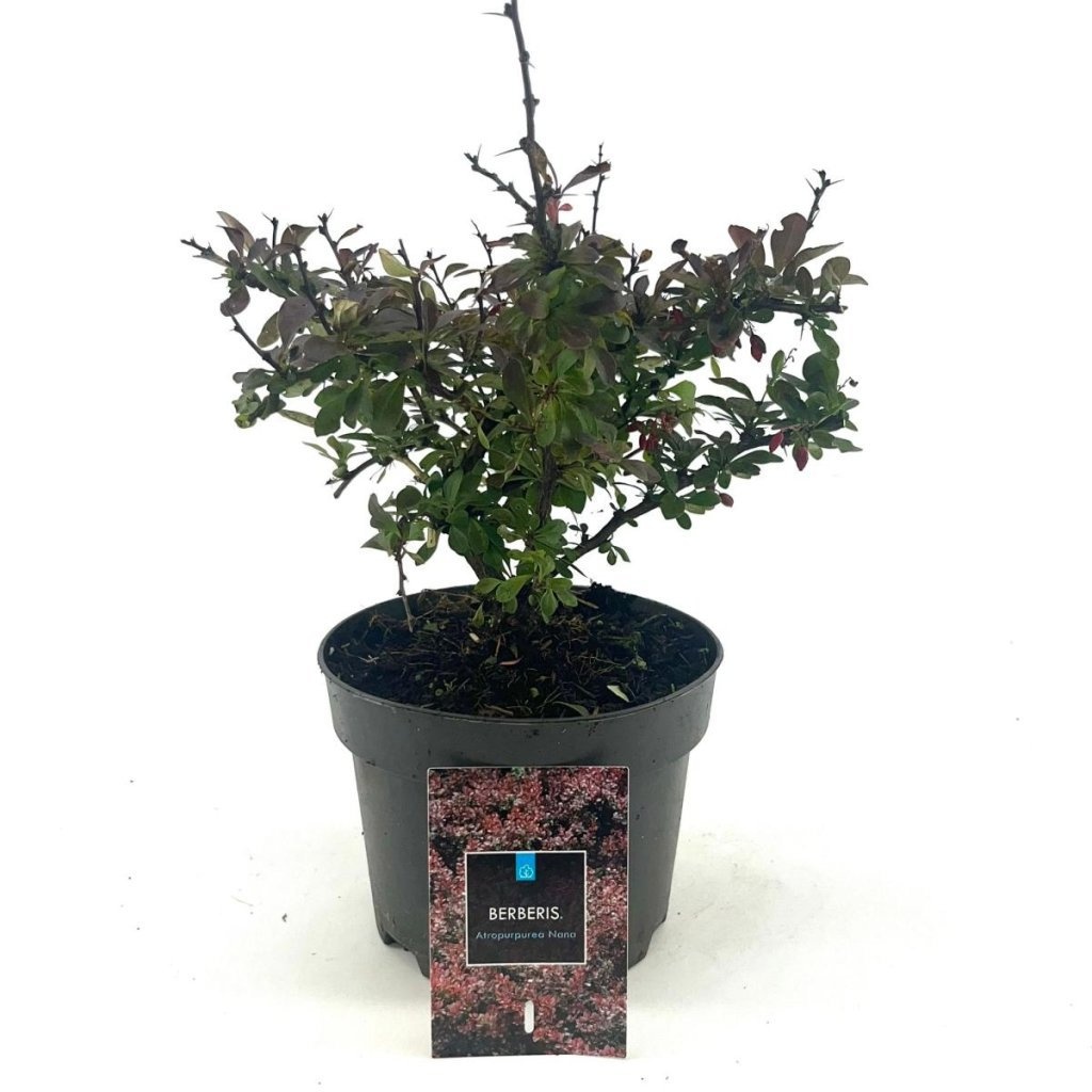 Berberis thunb. 'Atropurpurea Nana', D 17