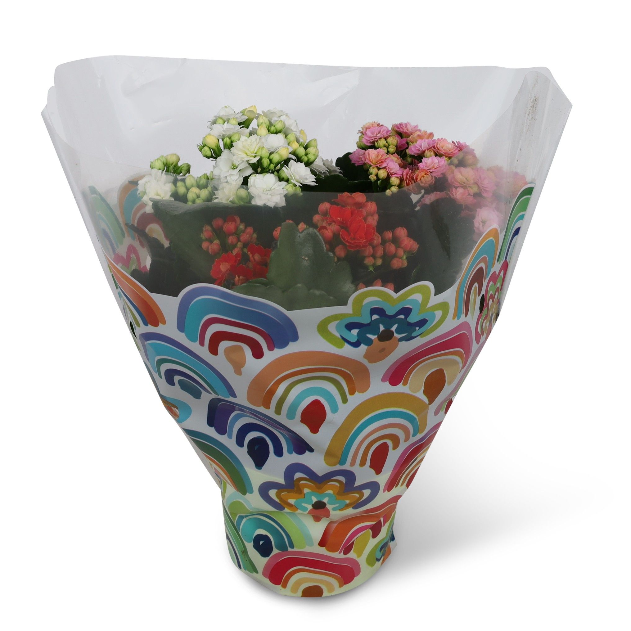 Kalanchoë Perfecta Tricolor Boogjes hoes (rood/wit/roze), D 13