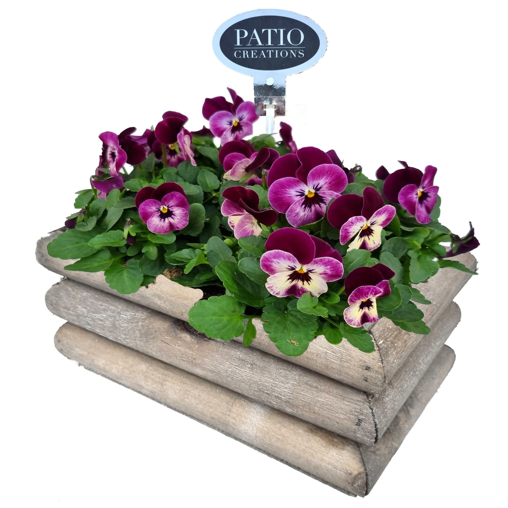 V787-9001 Viola Guus S, D 21