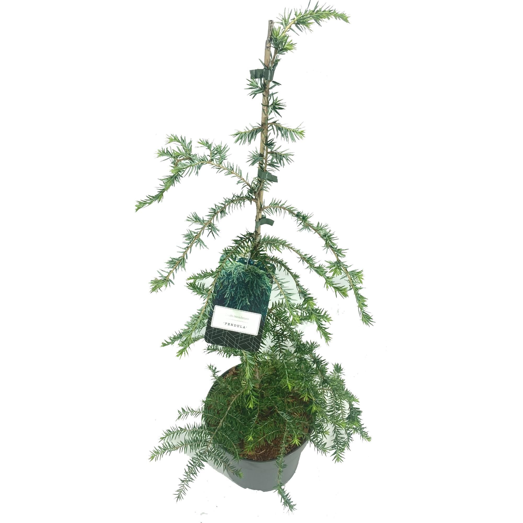 Tsuga canadensis 'Pendula', D 22