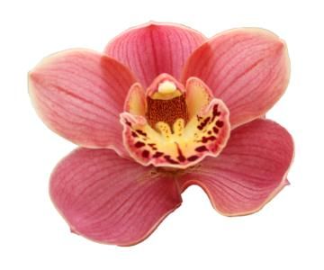 Цимбидиум Корал Сан x6 80, шт.