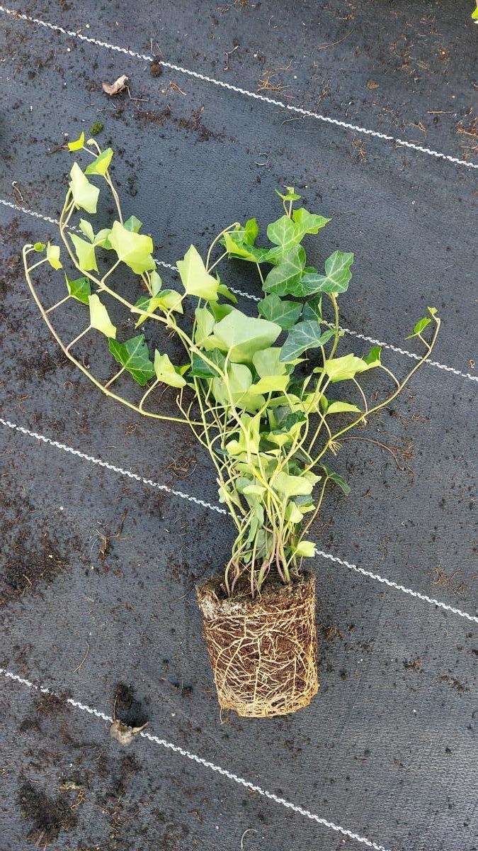 Hedera hibernica, D 13