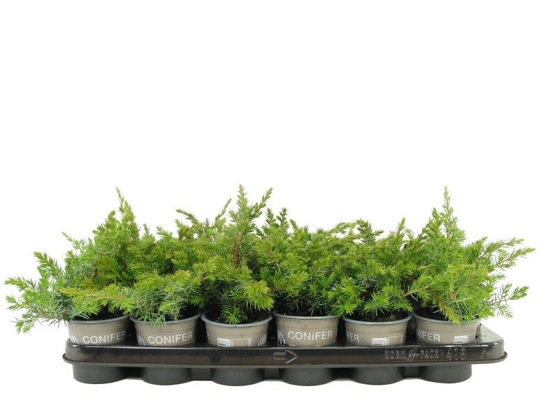 Juniperus conferta 'Schlager', D 9