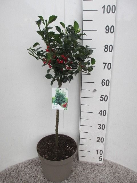 Ilex m. Heckenfee 50 st P26 kroon 20 cm, D 26