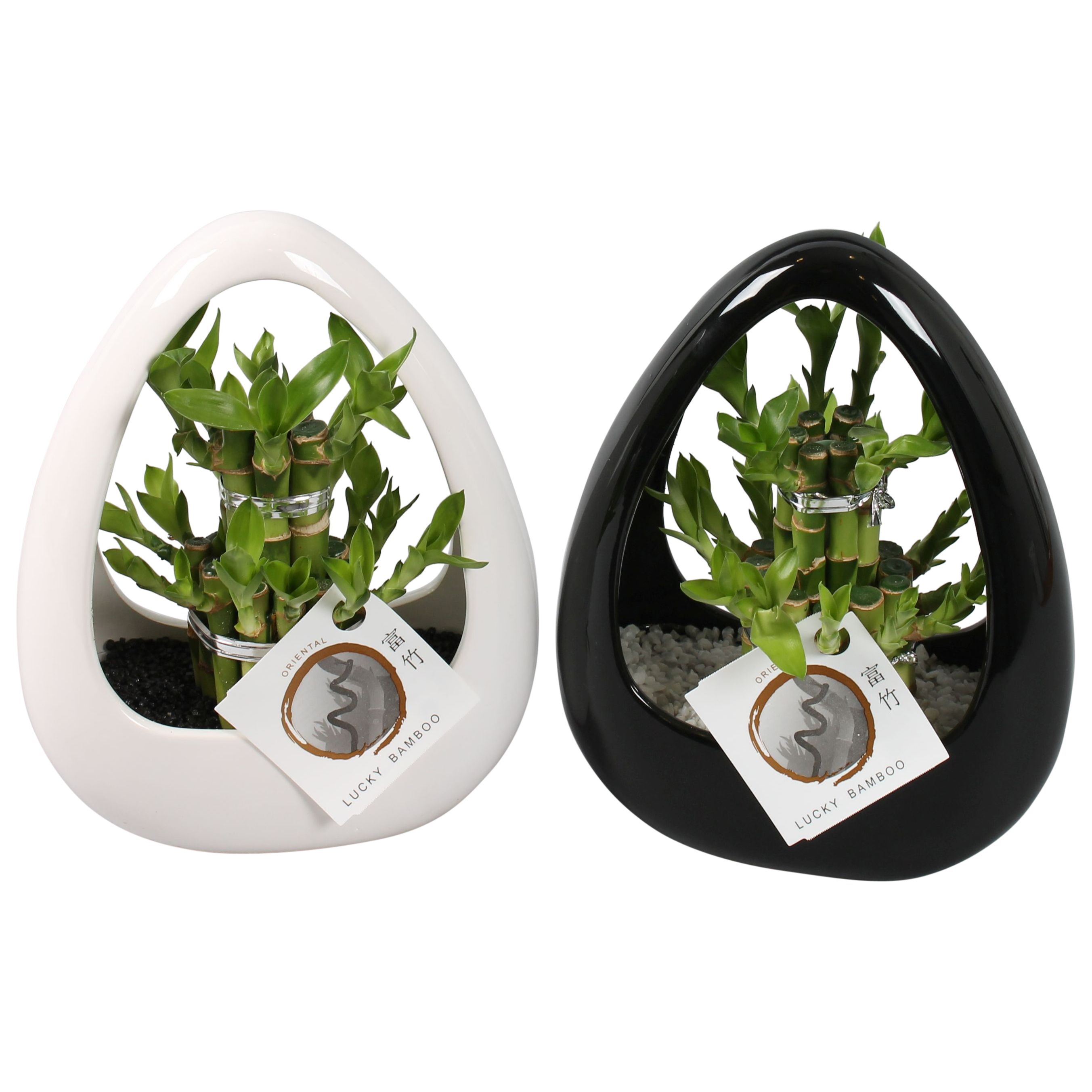 Lucky Bamboo Round 2Big in ø19cm Ikebana Ceramic Black/White, D 19