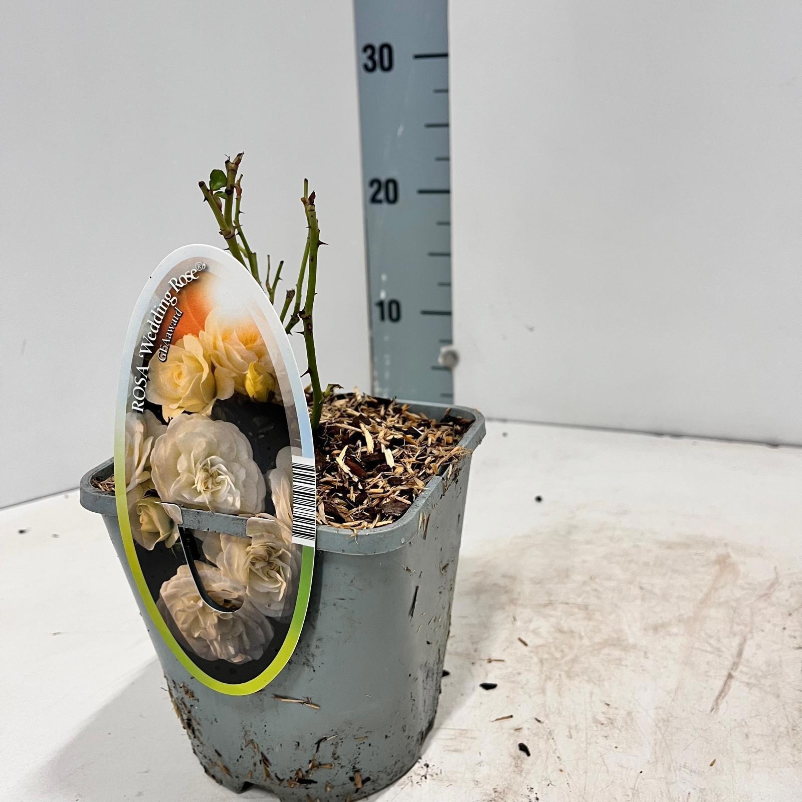 Rosa (PA) 'Wedding Rose' ®, D 14