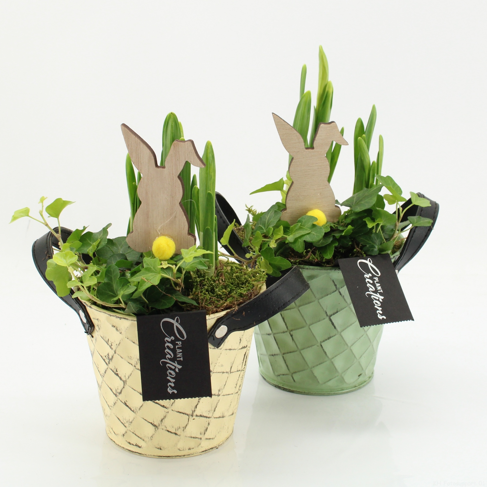 PNCR-2608M Paas narcis creatie, D 12