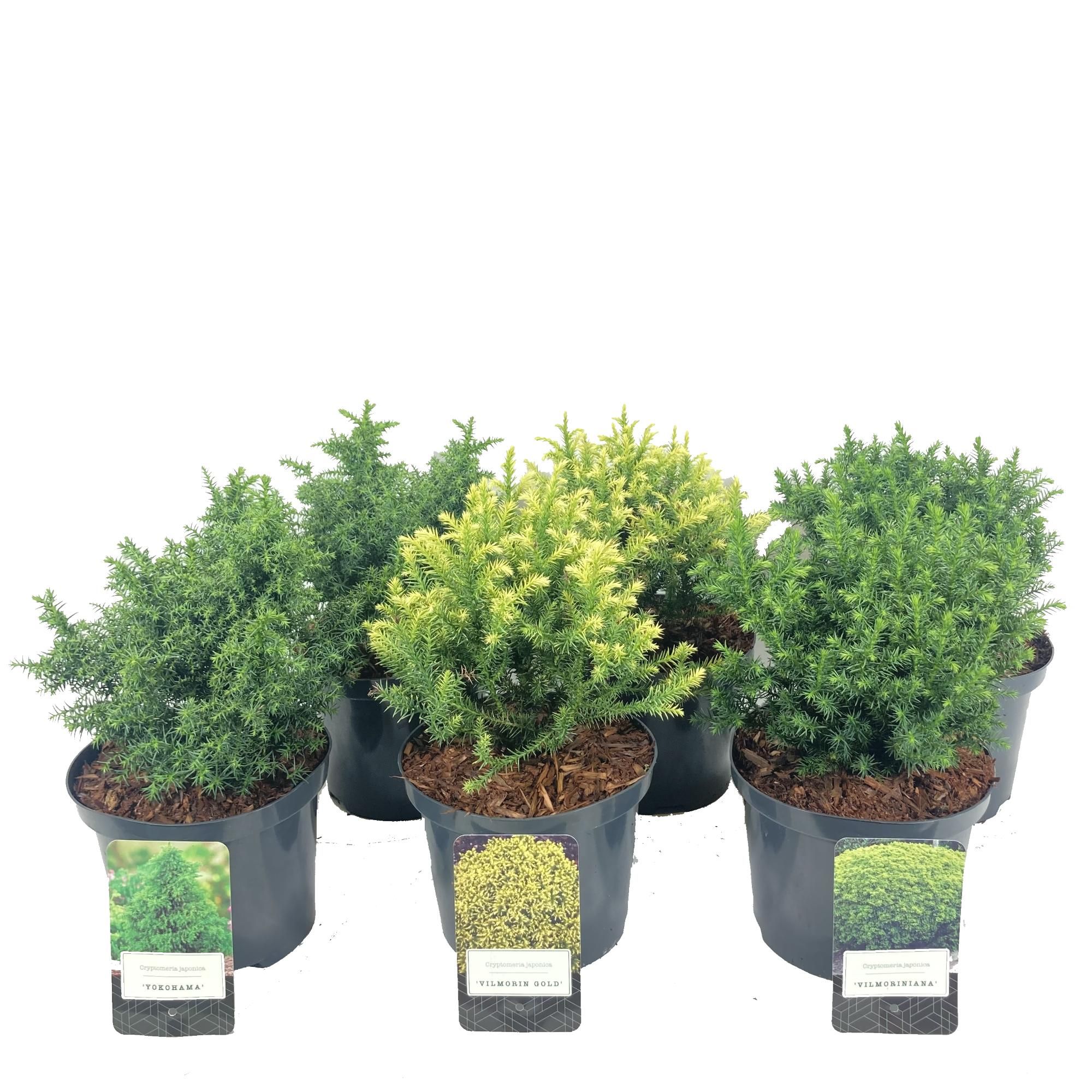 Cryptomeria mix laag 3x8 stuks C2.5, D 18