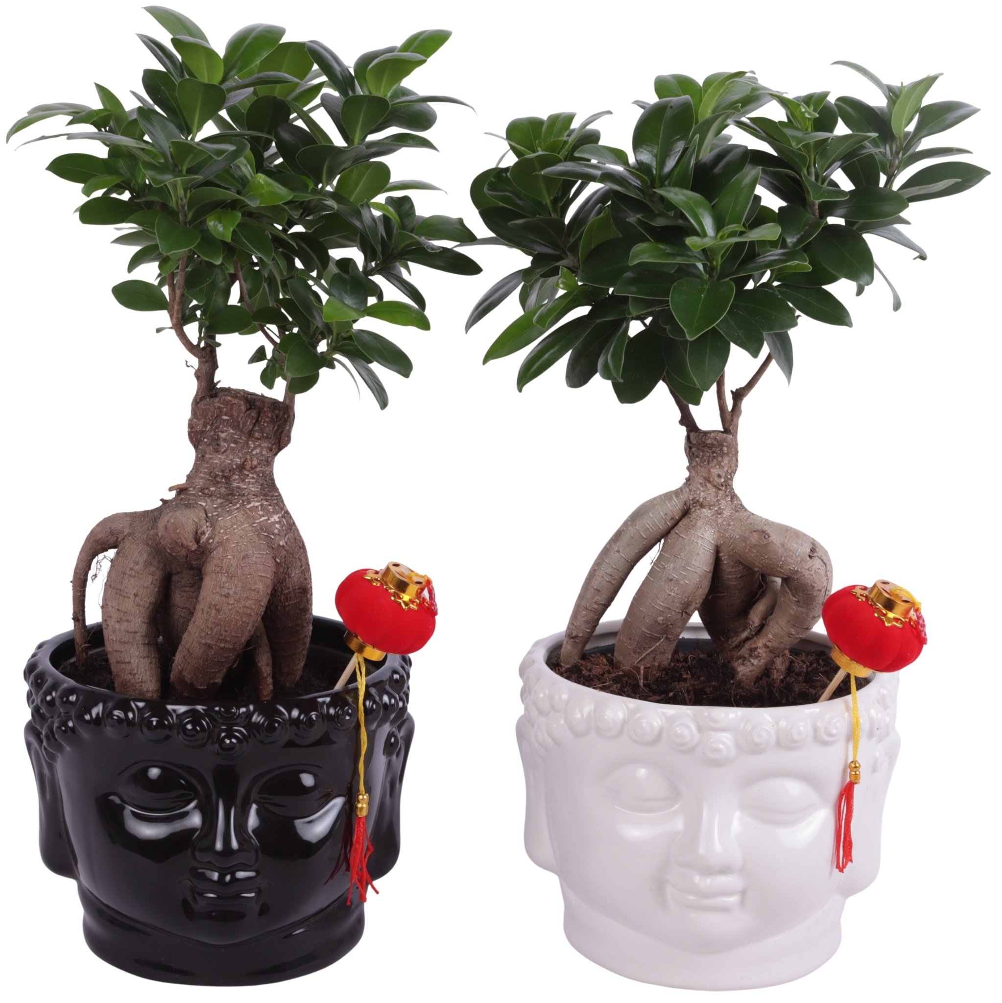 Ficus m. Ginseng Pot Ø15cm in Black and White Buddha Ø18cm, D 18