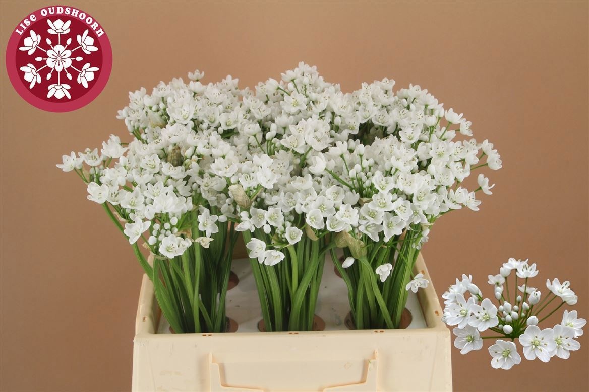 Аллиум Флокон 40 (бел.), шт.