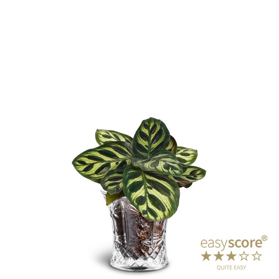 CALATHEA MAKOYANA 40610517 Crystal, D 7